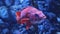 Closeup of a Vermilion rockfish in an aquarium surrounded by seaweed under the lights