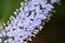 Closeup of Veronica longifolia flowers