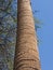 Closeup of vertical date palm tree trunk