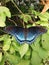 Closeup vertical focus shot of a beautiful dark blue butterfly sitting on a branch