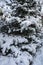 Closeup of a vertical fragment of a blue Christmas tree covered with white fluffy snow. Spruce decorated with Christmas balls