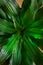 Closeup vertical of houseplant leaves under the lights - a cool picture for backgrounds