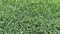 Closeup vertical photo of deep green, dense, and well manicured Bermudagrass lawn.