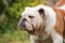 Closeup vertical portrait of a wrinkly short stocky English bulldog in the meadow