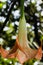 Closeup vertical shot of a blooming Angel\'s trumpets flower with a nature bokeh background