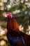 Closeup vertical shot of a brown rooster