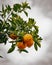 Closeup vertical shot of a bunch of oranges hanging on the tree branch