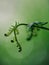 Closeup vertical shot of a coiled fern with a blurred background