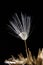 Closeup vertical shot of the dandelion in the rain against a black background