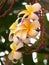 Closeup vertical shot of delicate beautiful frangipani flower bunch growing on a tree after a rain