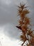 Closeup vertical shot of a dry thorny plant under a rainy cloudscape