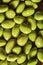 Closeup vertical shot of edamame beans bunch