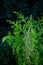 Closeup vertical shot of an evergreen cypress plant broken branch