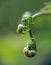 Closeup vertical shot of a fiddlehead plant in the forest with a blurred background