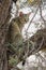 Closeup vertical shot of a grey cat sitting on a tree branch