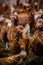 Closeup vertical shot of a group of hens looking for food in a chicken coop
