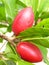 Closeup vertical shot of a miracle fruit on a tree branch with fresh foliage