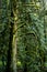 Closeup vertical shot of moss-covered tree branches in Sooke, Vancouver Island, BC Canada