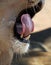 Closeup vertical shot of the open mouth of a lion