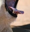 Closeup vertical shot of the open mouth of a lion