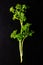 Closeup vertical shot of a parsley branch on a wet black background