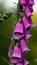 Closeup vertical shot of a pink bellflower