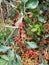 Closeup vertical shot of a rough bindweed plant, Cangas, Spain