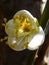 Closeup vertical shot of a single beautiful Prunus mume flower with sunlit white petals