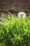 Closeup vertical shot of a single dandelion seed among a windblown grass field