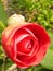 Closeup vertical shot of a sunlit beautiful rose with foliage in blossom