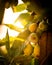 Closeup vertical shot of yellow seasonal seedlings hanging from a tree branch