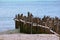 Closeup of vertical wooden planks of an unfinished dock on the beach surrounded by the sea