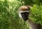 Closeup of Vervet Monkey