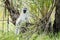 Closeup of a vervet monkey, Chlorocebus pygerythrus.