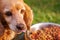 Closeup very cute cocker spaniel dog posing in front of metal bowl with fresh crunchy food sitting on green grass