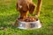 Closeup very cute mixed breed dog eating from metal bowl with fresh crunchy food sitting on green grass, animal