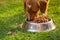 Closeup very cute mixed breed dog eating from metal bowl with fresh crunchy food sitting on green grass, animal