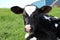 Closeup of a very newborn Holstein calf laying in the field looking at the camera