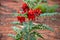 Closeup of a very rare Sturts Desert Pea flower