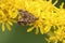 Closeup on a very small Nettle-tap moth , Anthophila fabriciana sitting on yellow Solidago flowers