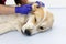 Closeup of veterinarian checks the ear of a Central asian shepherd dog. Dog under medical exam. Veterinarian doing the procedure