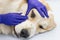 Closeup of veterinarian checks the eyes of a Central asian shepherd dog, doing medical procedure. Pet, care, ophthalmology