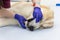 Closeup of veterinarian checks teeth and gums of a Central asian shepherd dog. Dog under medical exam, oral inspection procedure