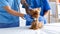 Closeup of veterinarian with stethoscope listening to dog`s heartbeat and his assistant in animal clinic