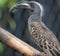 Closeup of a vibrant African grey hornbill perched on a branch  on a sunny day