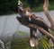 Closeup of a vibrant bird perched on a branch  on a sunny day with a blurry background