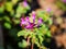 Closeup of a vibrant cluster of purple Yasnotka flowers growing in lush green grass