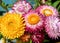 Closeup of vibrant colorful spring bouquet of Australian native Everlasting Daisies, Xerochrysum bracteatum, family Asteraceae