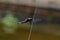 closeup of a  vibrant dragonfly perched atop a stem with a blurry background