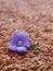 Closeup of a vibrant Flax with a blurry background